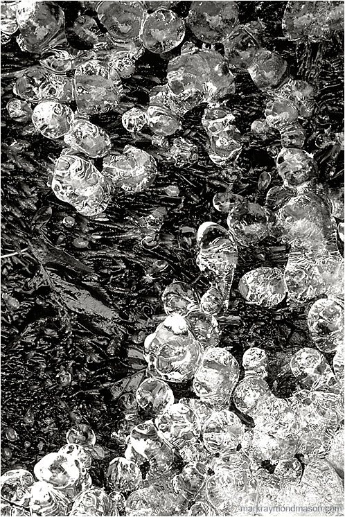 Moss, Ice Globes (B&W): Top of the World Park, BC, Canada (2007-00-00) - Abstract black and white photograph of ice globes on a banket of wet, dark moss