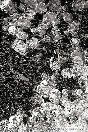 Abstract black and white photograph of ice globes on a banket of wet, dark moss