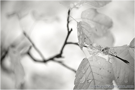 Fine art black and white photograph showing pale, blurry leaves against a backdrop of pure white snow
