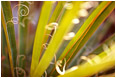 View This Photograph Yucca, Curled Fibres: Joshua Tree, CA