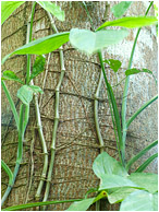 Fine Bark, Crawling Vines: Near San Ignacio, Belize (2010) - Fine art photograph showing vines with rich green leaves creeping up the bark of a host tree