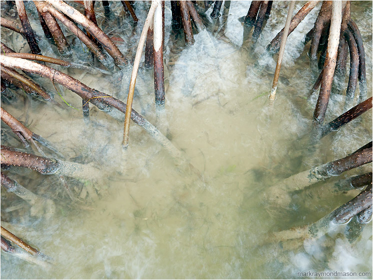 Mangrove Roots, Mottled Water: Caye Caulker, Belize (2010-05-17) - Fine art nature photograph showing seawater flowing around the roots of a mangrove island
