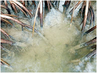 Mangrove Roots, Mottled Water: Caye Caulker, Belize (2010) - Fine art nature photograph showing seawater flowing around the roots of a mangrove island