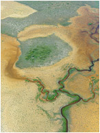 Twisting River, Marsh: Over San Pedro, Belize (2010) - Abstact aerial photograph showing a river twisting through an orange marshy landscape