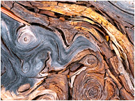 Woven Wood: Near Monashee Park, BC, Canada (2010) - Abstract macro photograph of colourful twisting patterns in a aged, fallen log