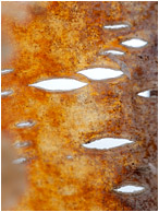 Birch Bark, Daylight Eyes: Near Kamloops, BC, Canada (2010) - Abstract close-up photograph of daylight streaming through eye-like holes in birch bark parchment