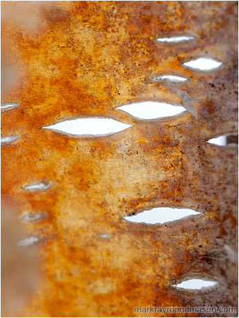 Abstract close-up photograph of daylight streaming through eye-like holes in birch bark parchment