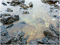 Tide Pool, Jagged Rocks: Near Tofino, BC