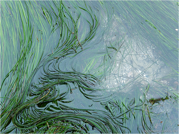 Seawater, Waving Weeds: Near Tofino, BC, Canada (2011-03-30) - Abstract photograph showing thin green weeds waving gracefully in the shallows of a blue ocean
