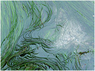 Seawater, Waving Weeds: Near Tofino, BC, Canada (2011) - Abstract photograph showing thin green weeds waving gracefully in the shallows of a blue ocean