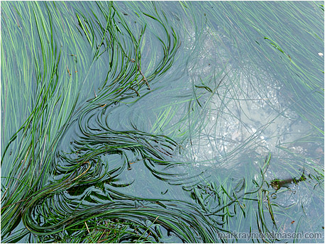 Abstract photograph showing thin green weeds waving gracefully in the shallows of a blue ocean