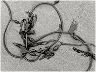 Looped Kelp (B&W): Near Tofino, BC, Canada (2011) - Black and white abstract photograph of a string of kelp on a beach, looping gracefully in and out of the frame