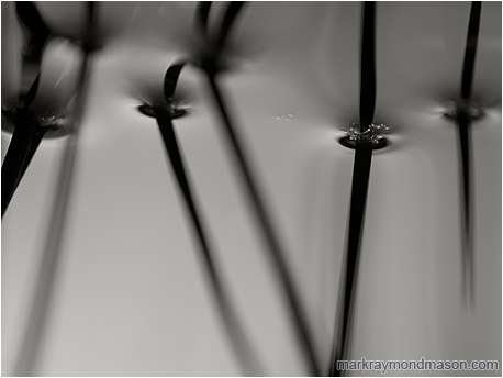 B&W abstract macro photo showing dark shadows and blurry bubbles on the surface of a tide pool