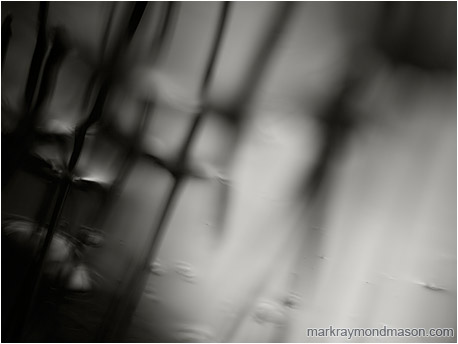 B&W abstract macro photograph of striking, blurry shadows and the silhouettes of surface reeds