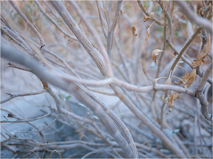 Flowing Branches, Dry Leaves: Near Salton Sea, CA, USA (2011-12-30) - Fine art photograph showing desert branches flowing through the frame like blue veins