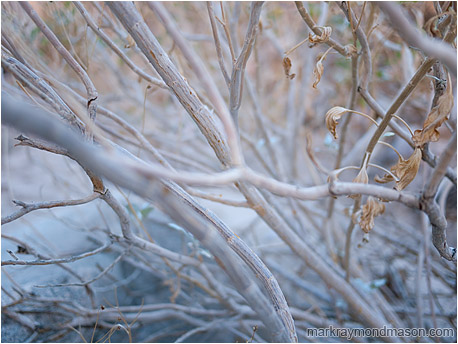 Fine art photograph showing desert branches flowing through the frame like blue veins
