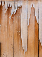 Marked Wood, Hanging Paper: Bombay Beach, CA, USA (2012) - Abstract photograph showing paper fibres hanging like icicles from a pockmarked wooden wall