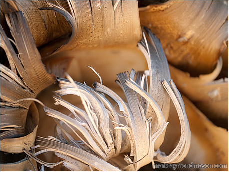Abstract photo of yucca bark, dried and curled upwards like flames