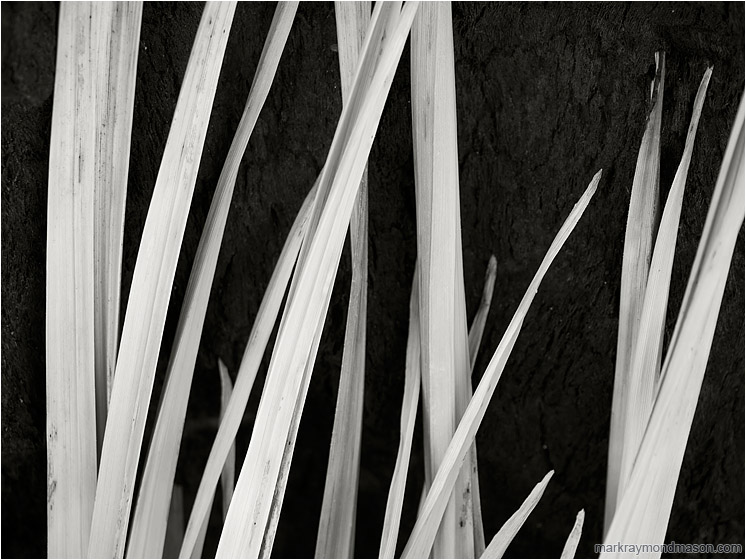 Burnt Yucca, Leaves (B&W): Joshua Tree, CA, USA (2012-01-02) - Abstract  black and white photograph of fresh leaves against burnt yucca bark