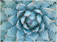 Spreading Cactus: Calico Canyon, NV
