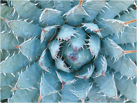 Fine art photo of cactus fronds spreading from the centre of the frame like a blooming flower