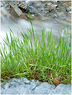 Fresh Grasses, Rocky River: Kamloops, BC, Canada (2012) - Fine art photograph of green grasses layered against flowing water, boulders, and angled river rocks