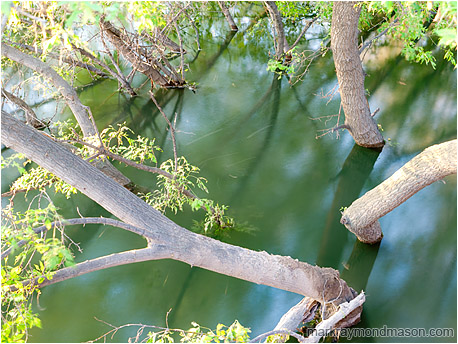 Fine art photo showing smooth river water flowing around cottonwood trunks and bright Spring leaves flying in the wind