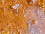 Tiny Bubbles, Sunken Leaf: Near Manning Park, BC, Canada (2012) - Fine art macro photograph of small bubbles suspended over a fallen leaf in a skim of creek water
