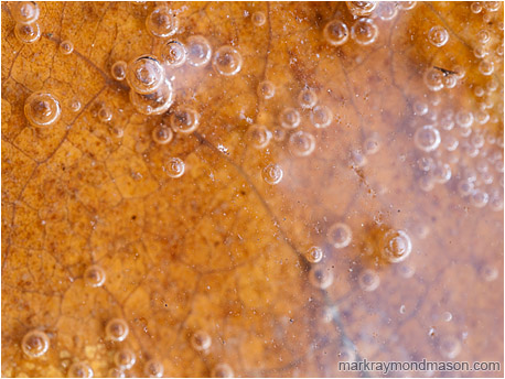 Fine art macro photograph of small bubbles suspended over a fallen leaf in a skim of creek water