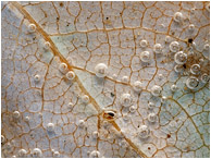Leaf Veins, Clustered Bubbles: Near Manning Park, BC, Canada (2012) - Abstract macro photograph showing bubbles clinging to the surface of a submerged leaf like tiny lenses