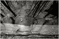 Leaf, Ice, Reflections (B&W): Squamish, BC, Canada (2001) - Abstract black and white photograph of a partly frozen pool of water, floating leaves, and reflections of the forest and sky