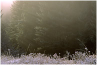Frozen Grass Field, Forest: Near Princeton, BC, Canada (2002) - Fine art photograph showing frosty grass and mist and a forest background