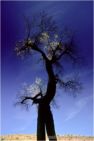 Abstract nature photograph of a twisted tree trunk and highlighted leaves against a dark blue sky
