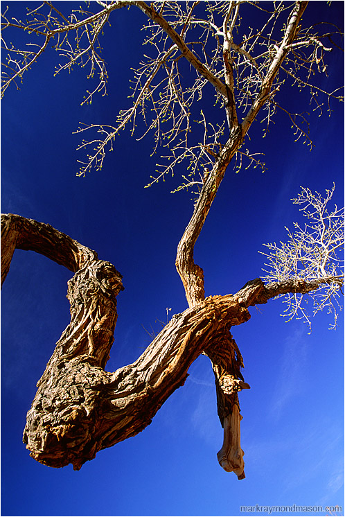 Crooked Tree: Little Wildhorse Canyon, UT, USA (2003-00-00) - Abstract photograph of a twisted desert tree and brilliant leaves against a cobalt blue sky