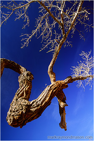 Abstract photograph of a twisted desert tree and brilliant leaves against a cobalt blue sky