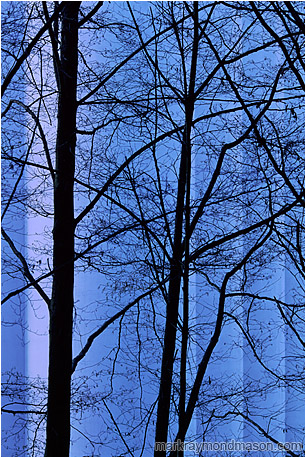Abstract photograph showing tree branches silhouetted against blue concrete grain silos