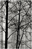 Dark Trees, Silo (B&W): Vancouver, BC, Canada (2004) - Abstract black and white photograph of black tree branches against the rigid, stacked lines of a grain silo