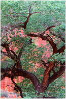 Mighty Tree, Red Cliffs: Escalante Region, UT, USA (2007) - Fine art photograph of a massive, twisted tree at the bottom of a bright red sandstone canyon