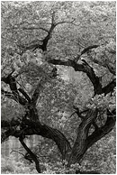 Mighty Tree, Red Cliffs (B&W): Escalante Region, UT, USA (2007) - Fine art black and white photograph of a large tree set against the walls of a sandstone canyon