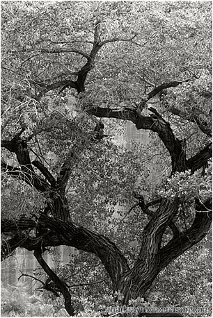 Fine art black and white photograph of a large tree set against the walls of a sandstone canyon