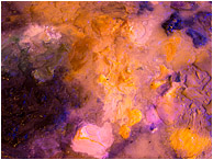 Flooded Palette: La Conner, WA, USA (2012) - Abstract macro photograph showing dried clots of paint on an abandoned palette, flooded with rainwater