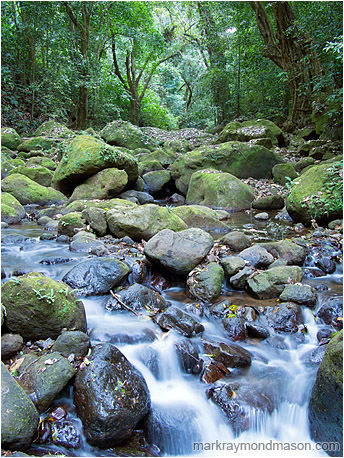 Fine art nature photograph of mossy river rocks and fallen debris surrounded by a dense, leafy jungle