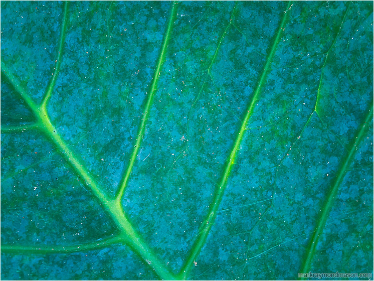 Sunlight, Veiny Leaf: Near Atenas, Costa Rica (2013-01-03) - Abstract macro photo of evening sunlight illuminating the raised veins in a giant palm leaf