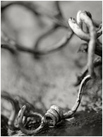 Spiral Twig: Near Montezuma, Costa Rica (2013) - Abstract macro black and white photograph of a tiny twig, spiraled and twisted on a granite slab