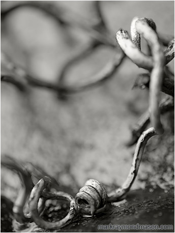 Abstract macro black and white photograph of a tiny twig, spiraled and twisted on a granite slab