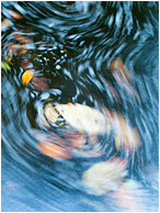 Deep Water, Leaf Paths: Near Montezuma, Costa Rica (2013) - Abstract impressionist photo showing the blurry paths of leaves as they circle in the dark water of a mountain creek