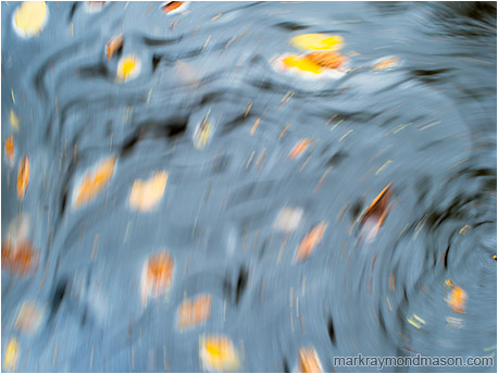Fine art photograph of pastel water reflections and swirling leaves, blurred with movement to look like an impressionist painting