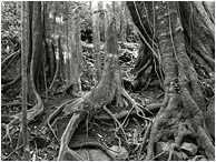 Vine Trees, Roots: Near Monte Verde, Costa Rica (2013) - Black and white photo showing vines and plants twisted around a group of giant tropical tree trunks