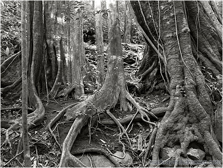 Black and white photo showing vines and plants twisted around a group of giant tropical tree trunks