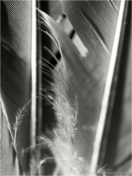 Silver Feather, Shadows: Near Kamloops, BC, Canada (2013-03-17) - Fine art black and white photo of fine details and texture in a feather found near a dead bird in the desert